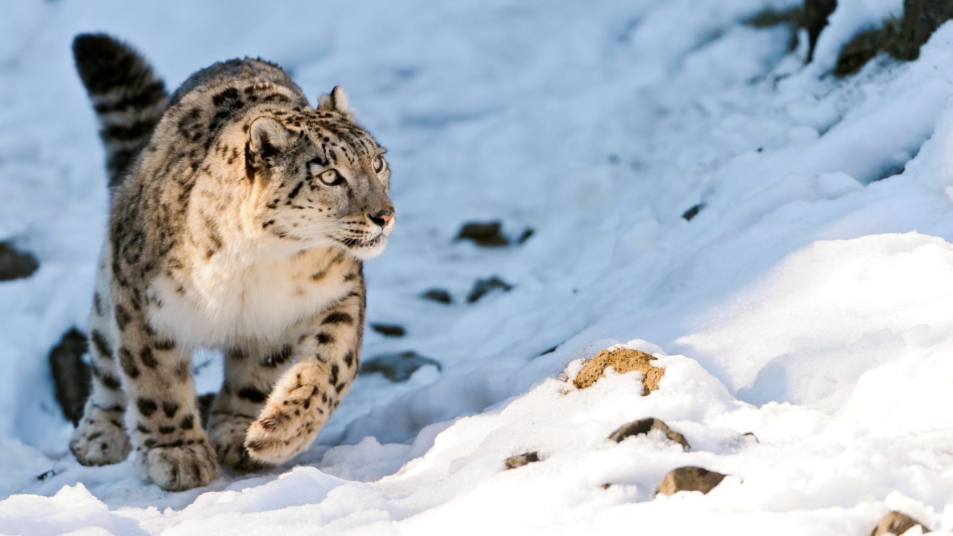 Snow_leopard_credit_tambako-flickr_CC-aspect-ratio-1920-1300