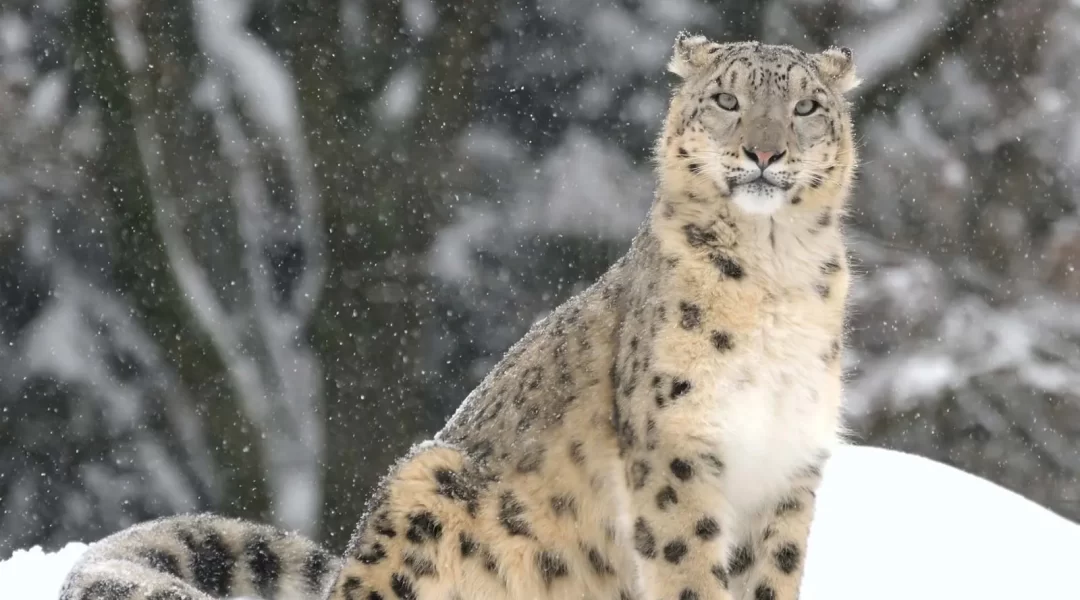 carnivore-Snow-leopard-regions-subcontinent-Asia-Indian
