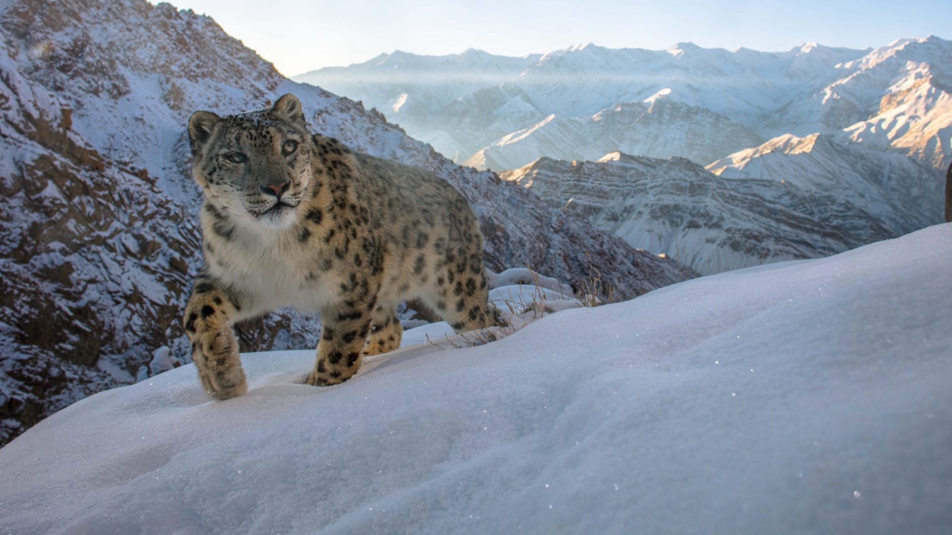 snowleapard-website-3246-scaled